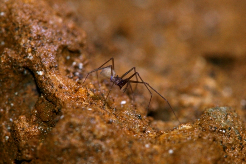 Leptoneta sp. (Leptonetidae) ragni cavernicoli